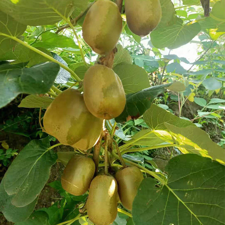 香樟树苗：城市绿色画卷的新篇章